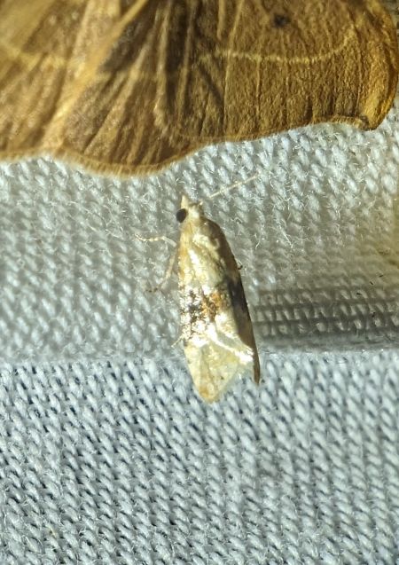 Eupoecilia ambiguella 