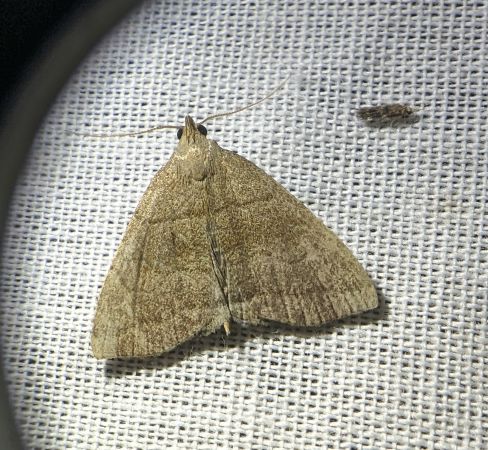 Herminia tarsicrinalis 