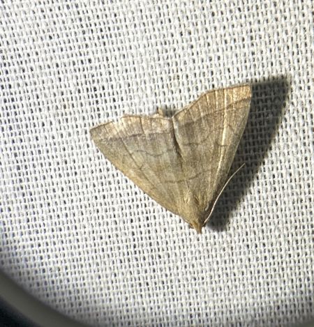 Herminia tarsicrinalis 