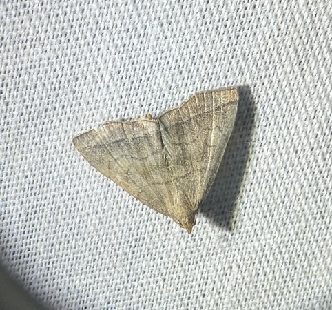 Herminia tarsicrinalis 