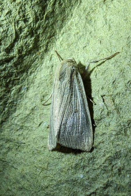 Mythimna straminea 