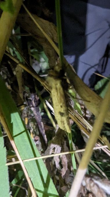 Noctuelle putride 