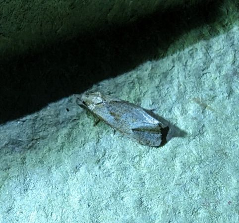 Phtheochroa inopiana 