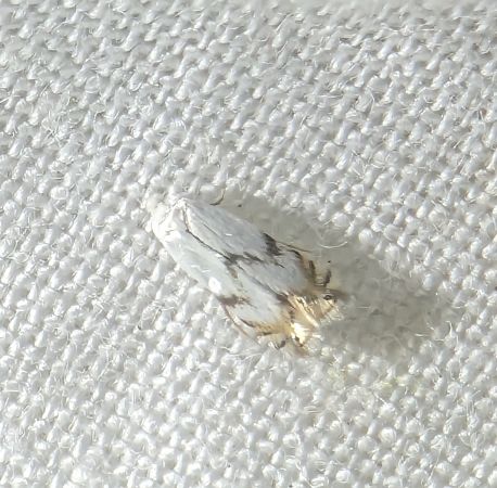 Pseudopostega crepusculella 