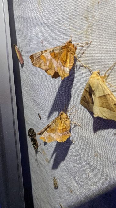 Selenia tetralunaria 