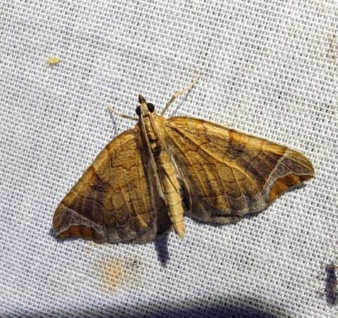 Eulithis testata 