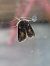 Bryophila raptricula  - Thomas Lux