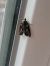 Bryophila raptricula  - Thomas Lux