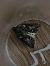 Bryophila raptricula  - Thomas Lux