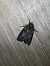 Bryophila raptricula  - Thomas Lux