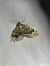 Colostygia olivata  - Thomas Lux