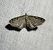 Eupithecia trisignaria  - Thomas Lux