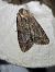 Apamea monoglypha  - Thomas Lux