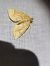 Eulithis populata  - Thomas Lux
