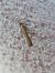 Pediasia contaminella  - Thomas Lux
