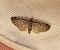 Eupithecia virgaureata  - Thomas Lux