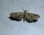Eupithecia nanata  - Thomas Lux