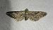 Eupithecia nanata  - Thomas Lux