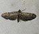 Eupithecia nanata  - Thomas Lux
