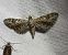 Eupithecia nanata  - Thomas Lux