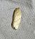 Clepsis pallidana  - Thomas Lux