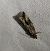 Endothenia quadrimaculana  - Thomas Lux