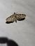 Eupithecia virgaureata  - Thomas Lux