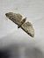 Eupithecia virgaureata  - Thomas Lux