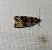 Celypha lacunana  - Thomas Lux