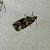 Celypha lacunana  - Thomas Lux