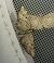 Eupithecia virgaureata  - Thomas Lux