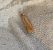 Helcystogramma rufescens  - Thomas Lux