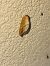 Drepanepteryx phalaenoides  - Thomas Lux