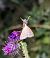 Udea lutealis 