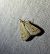 Udea lutealis 