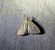 Udea lutealis 