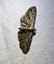 Eupithecia icterata 
