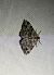 Mesotype didymata 
