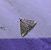 Udea lutealis 