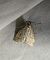 Udea lutealis 