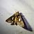 Autographa bractea 