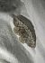 Elophos dilucidaria 