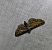 Eupithecia icterata 
