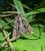 Apamea monoglypha 