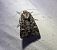 Apamea furva 