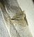 Udea lutealis 