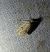 Agonopterix indéterminé 