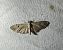 Eupithecia expallidata 