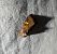Amphipoea sp. 