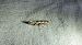 Ypsolopha sequella 